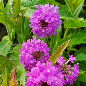 Verbena Rigida 'Santos Purple'